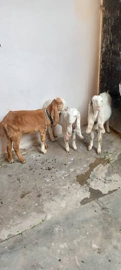 kamori bakri k bachay