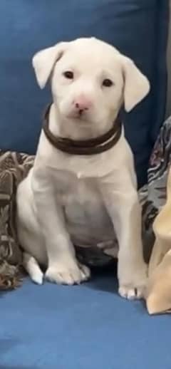 Bully kutta puppy - Bully Dog puppy