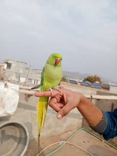 kashmiri parrot all train bolne wala