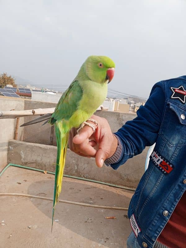 kashmiri parrot all train bolne wala 1