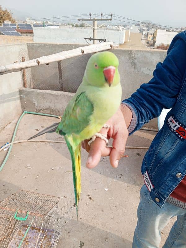 kashmiri parrot all train bolne wala 2