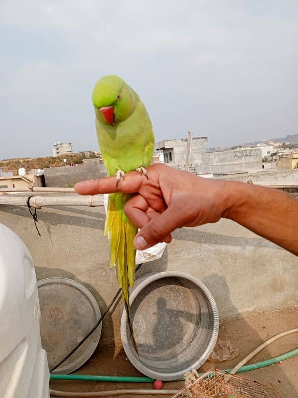 kashmiri parrot all train bolne wala 3