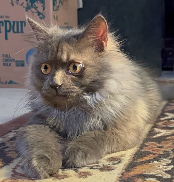 Persian Male cat triple coat and age is 6 months 0