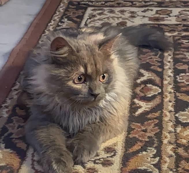 Persian Male cat triple coat and age is 6 months 2