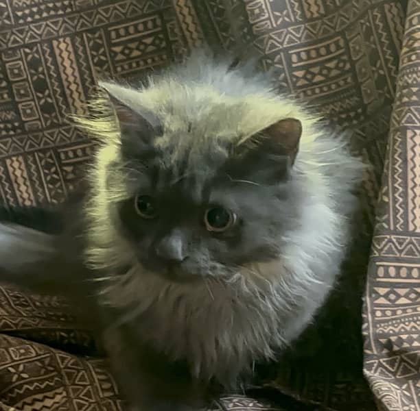 Persian Male cat triple coat and age is 6 months 3