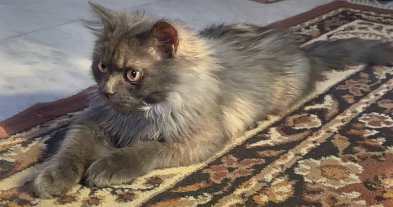 Persian Male cat triple coat and age is 6 months 4