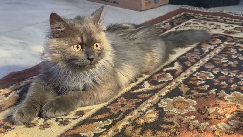 Persian Male cat triple coat and age is 6 months 5