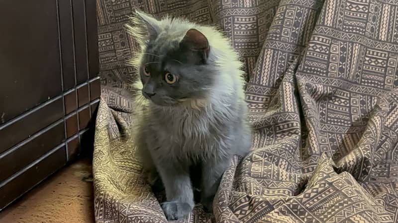 Persian Male cat triple coat and age is 6 months 6