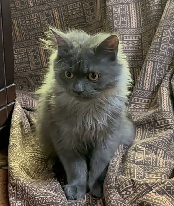 Persian Male cat triple coat and age is 6 months 7