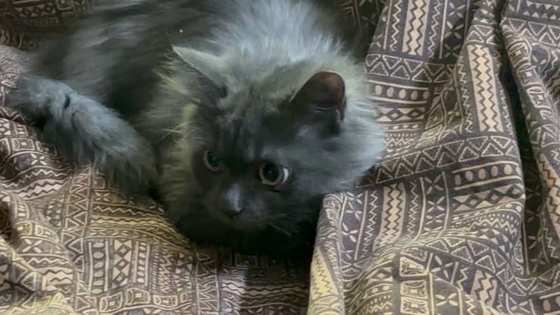 Persian Male cat triple coat and age is 6 months 9