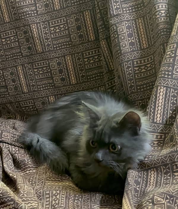 Persian Male cat triple coat and age is 6 months 10