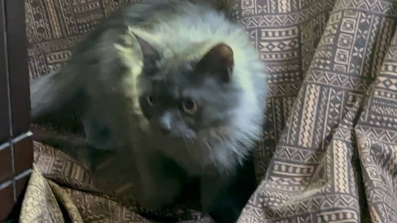 Persian Male cat triple coat and age is 6 months 11