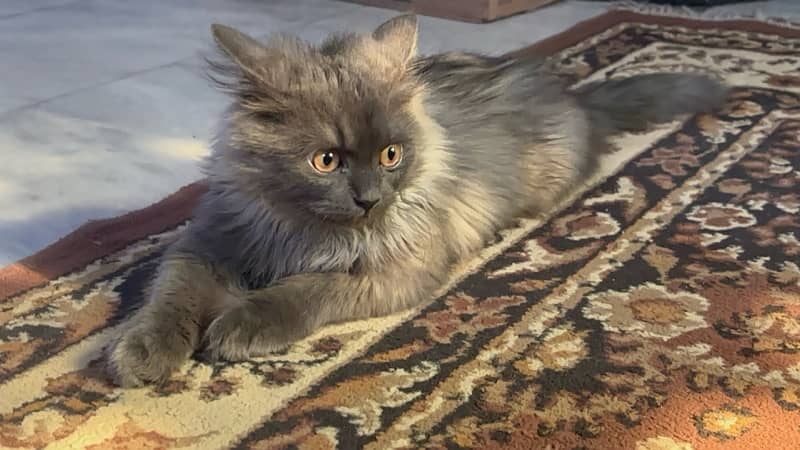 Persian Male cat triple coat and age is 6 months 12