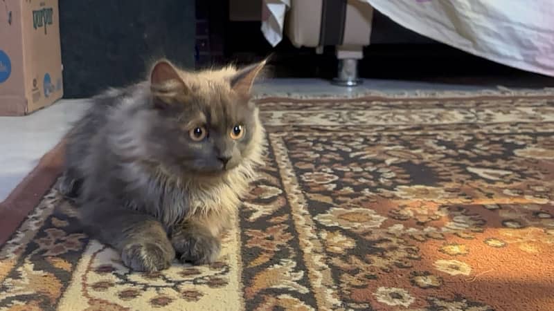 Persian Male cat triple coat and age is 6 months 13