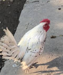 bantam 2 female and 1 male