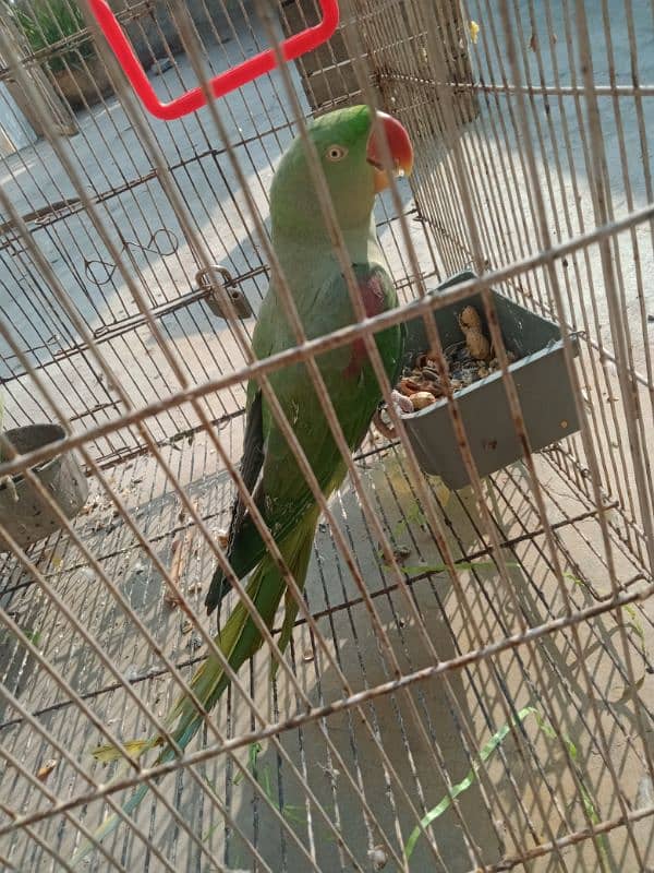 Raw Parrot Female 1 0