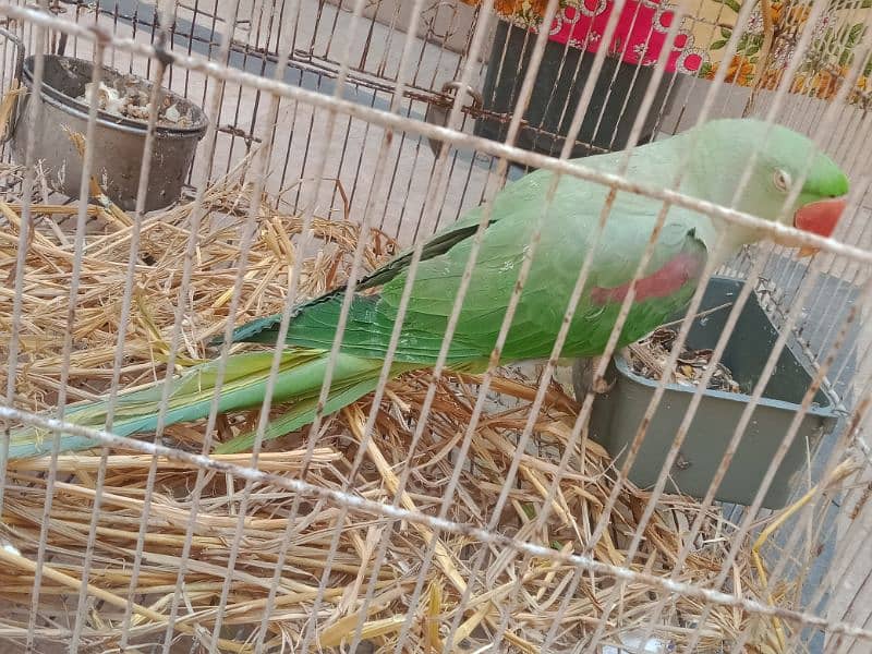 Raw Parrot Female 1 2