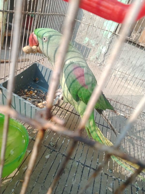 Raw Parrot Female 1 6