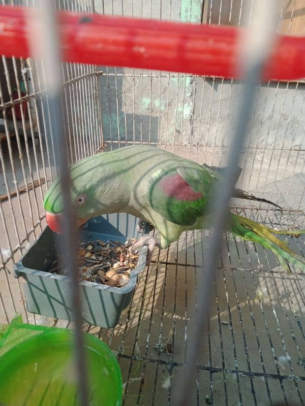 Raw Parrot Female 1 7