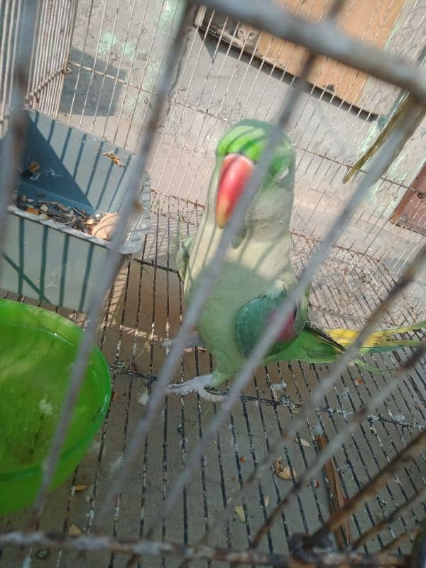 Raw Parrot Female 1 8