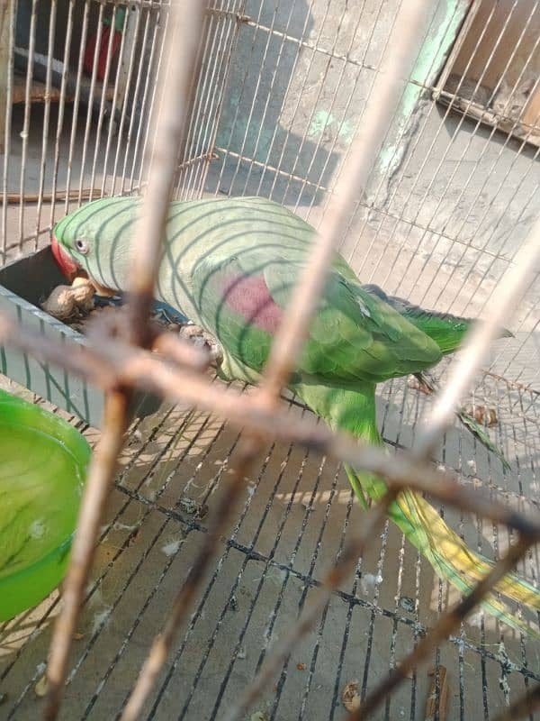 Raw Parrot Female 1 9