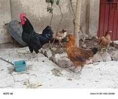 pure desi egg laying hens