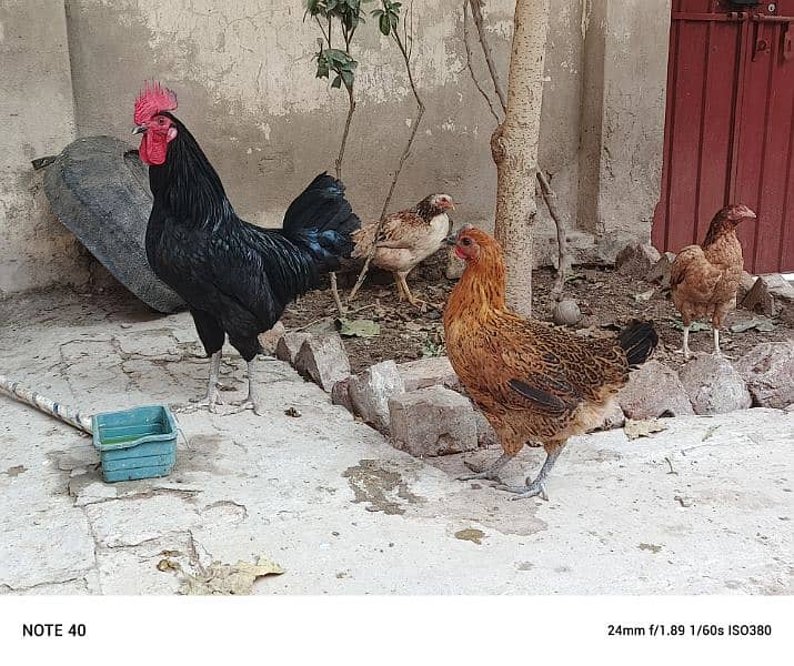 pure desi egg laying hens 0