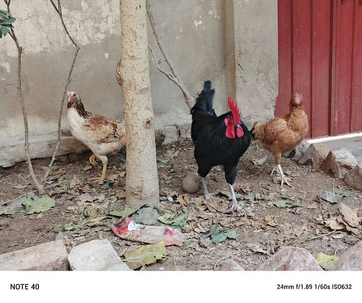 pure desi egg laying hens 1