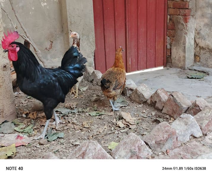 pure desi egg laying hens 2