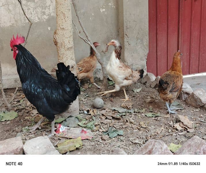 pure desi egg laying hens 3