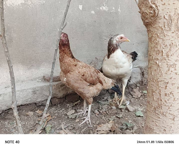 pure desi egg laying hens 4