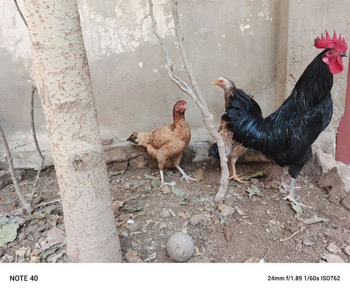 pure desi egg laying hens 5