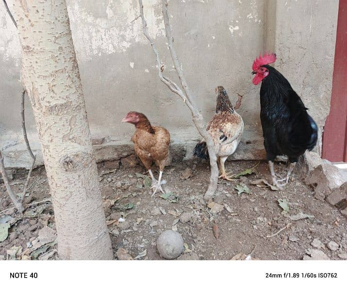 pure desi egg laying hens 6