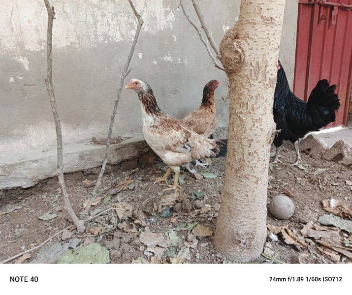 pure desi egg laying hens 7