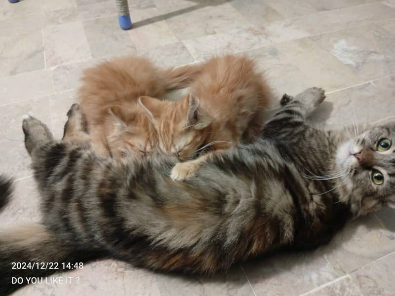 Mother and 2 Kittens are on sell 1