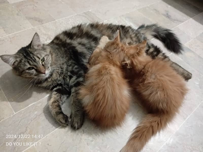 Mother and 2 Kittens are on sell 4