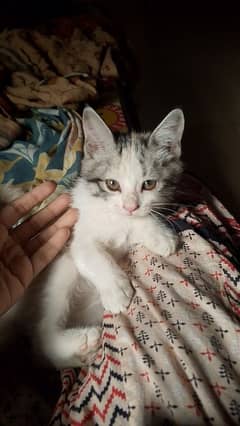 semi-persion pair kitten Whatsapp num 03278461744