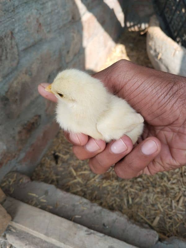 White heera Cross Aseel Chicks 0