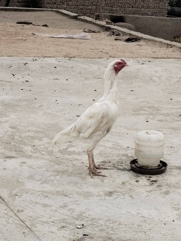 White heera Cross Aseel Chicks 4