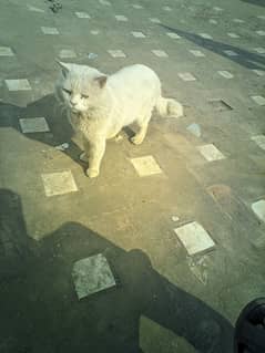 Persian Cat Male For Sale