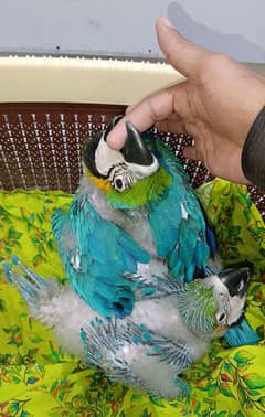 Blue and Gold Macaw Parrot Chicks / Macaw Parrot / imported parrots