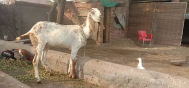 breeder bakri