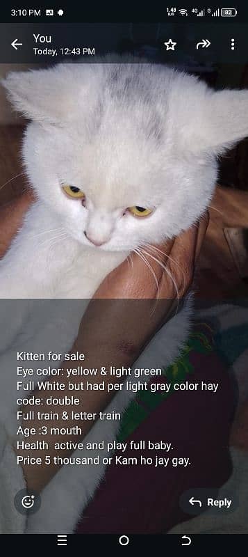 cat up for adoption in surjani town Karachi 0