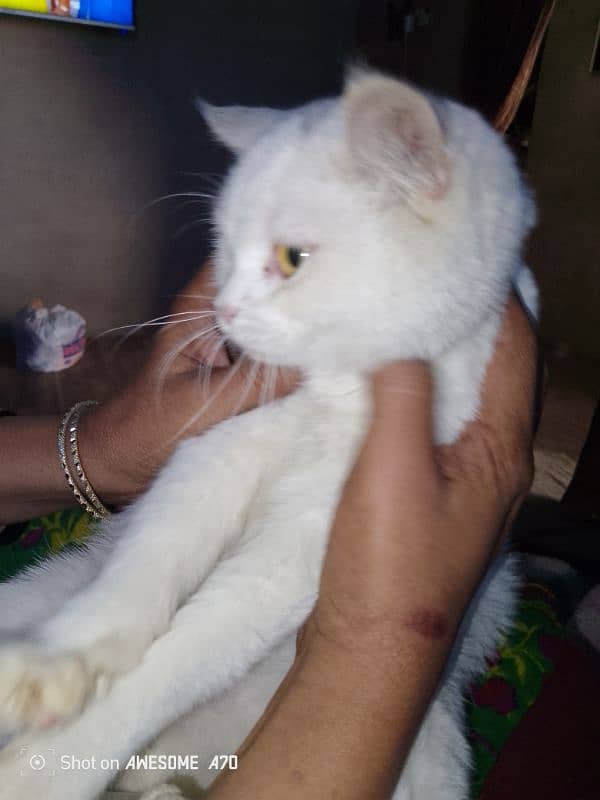 cat up for adoption in surjani town Karachi 2