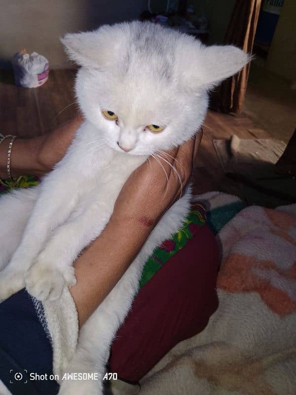 cat up for adoption in surjani town Karachi 3