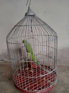 parrot