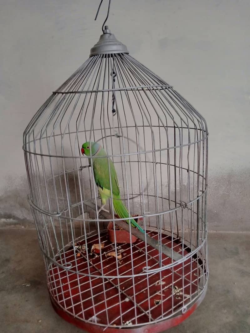 parrot 0