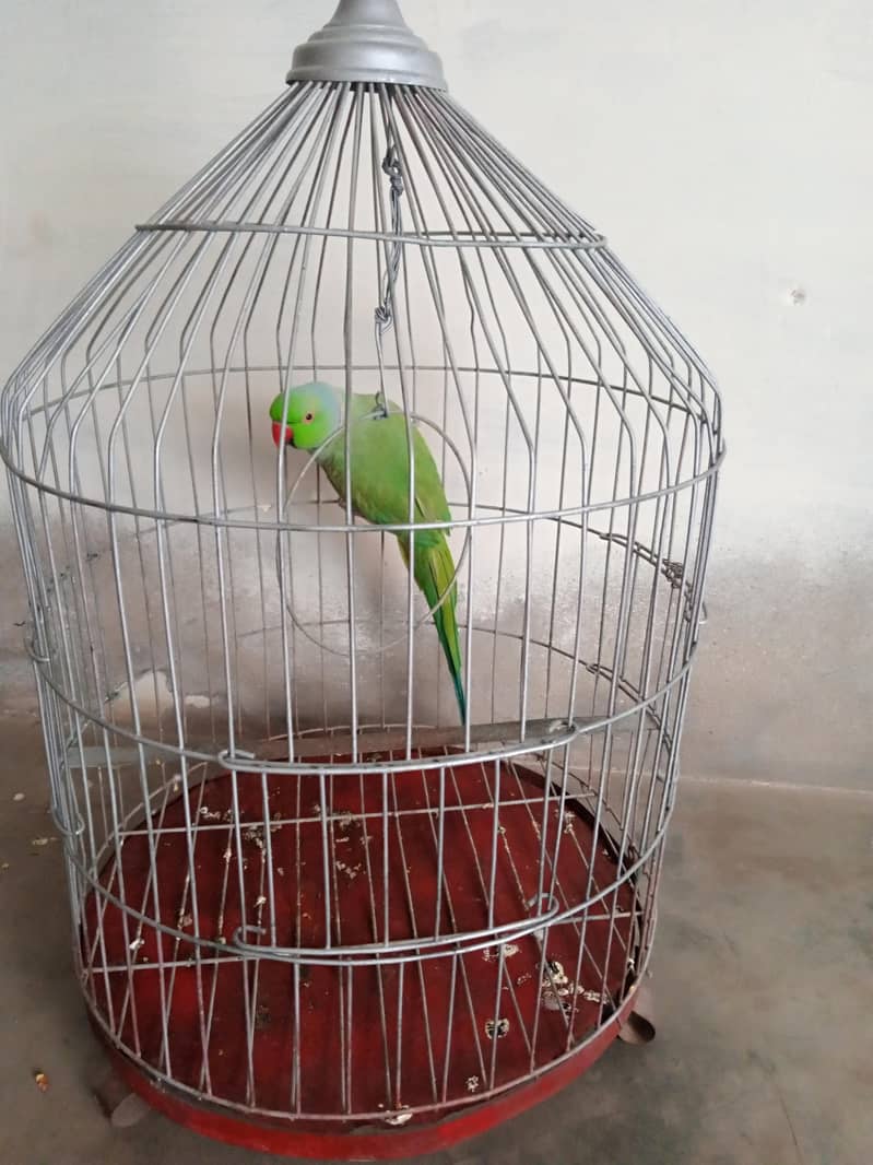 parrot 1