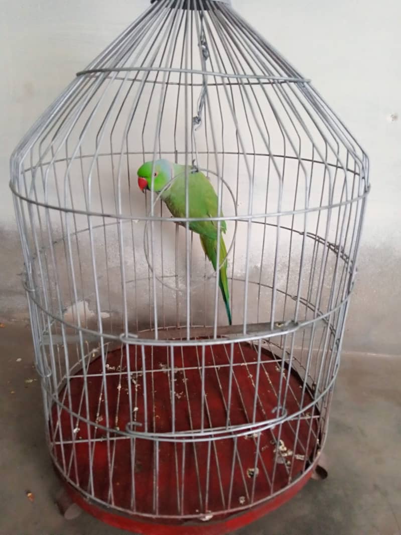 parrot 3