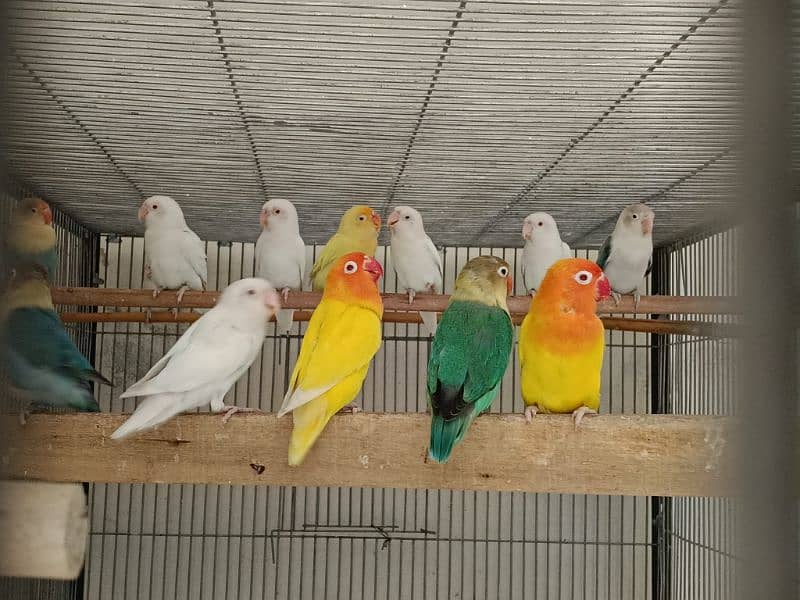 Lovebirds /albino / cremeeno/ parblue/lutino/split 0